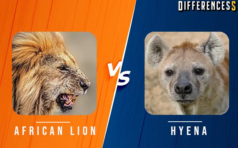 african lion vs hyena
