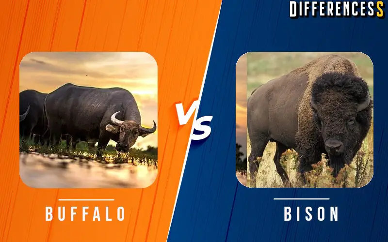 Wild Buffalo vs Bison