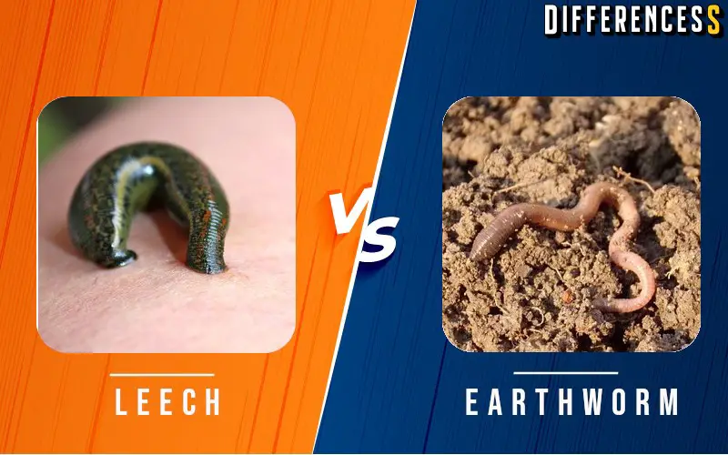 Earthworm vs Leech