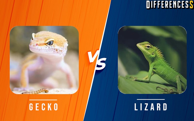 Gecko Vs Lizard Differences And Comparison » Differencess