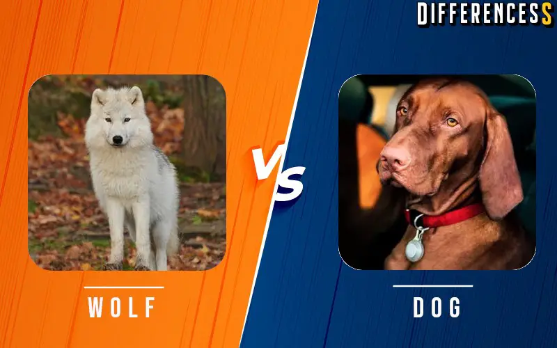 Difference Between Dog and Wolf