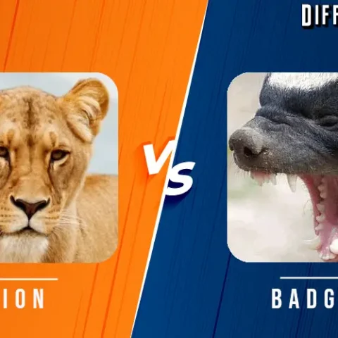 African Lion vs Honey Badger Differences and Comparison