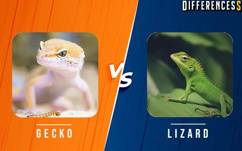 Gecko vs lizard differences and comparison differencess