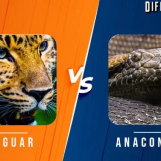 Jaguar vs Anaconda