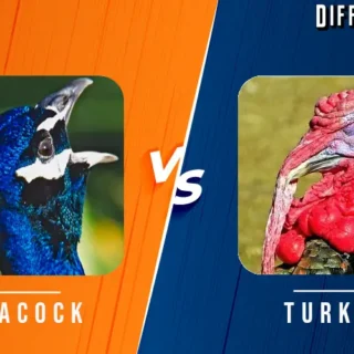 Peacock vs Turkey