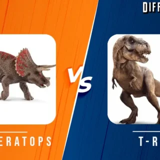 Triceratops vs Tyrannosaurus