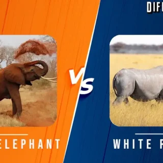 Bush Elephant vs White Rhino