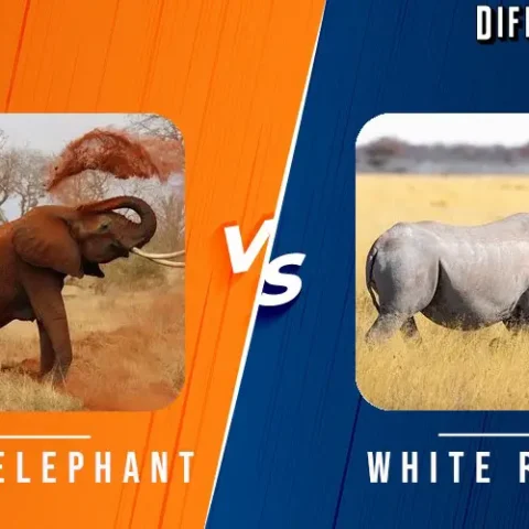 Bush Elephant vs White Rhino Differences and Comparison