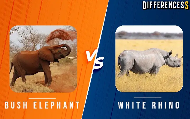 african bush elephant vs white rhino