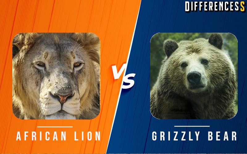 African Lion Vs Grizzly Bear Differences And Comparison Differencess