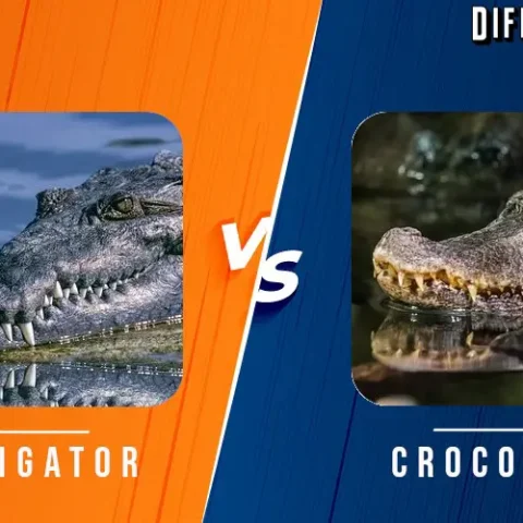 Alligator vs Crocodile Differences and Comparison