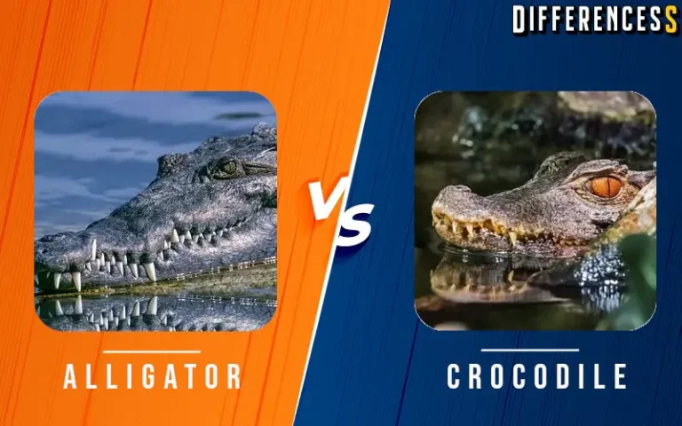 Alligator vs Crocodile Differences and Comparison 4 Alligator vs Crocodile