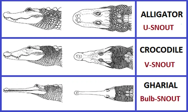 alligator vs crocodile vs gharial