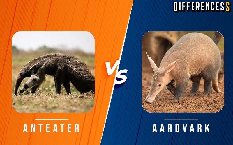 Aardvark vs Anteater Differences and Comparison