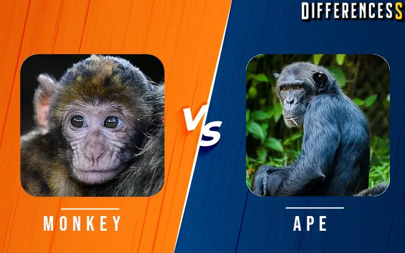 Ape vs Monkey