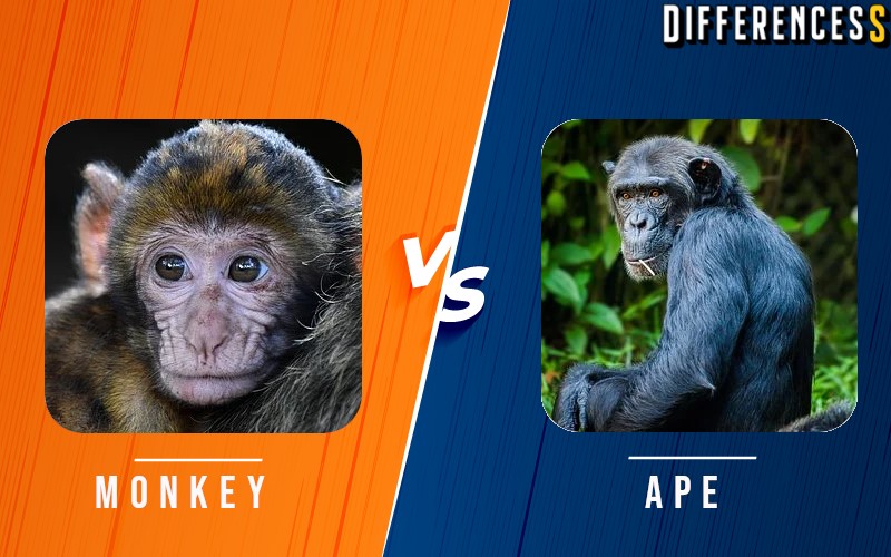 Ape Vs Monkey Differences And Comparison » Differencess