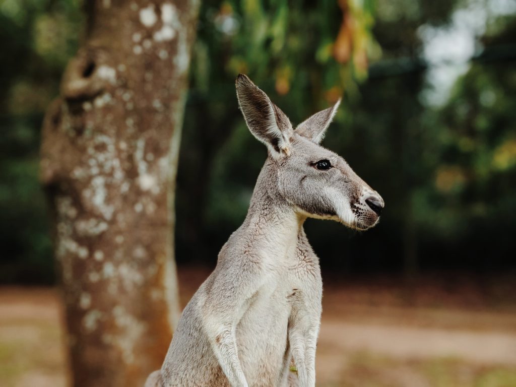 australian kangaroo