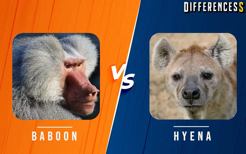 hyena vs baboon