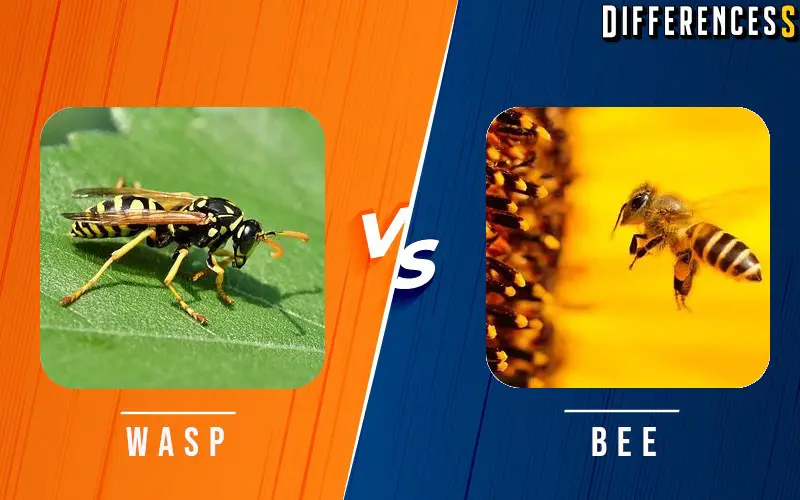 Bee Vs Wasp Differences And Comparison Differencess