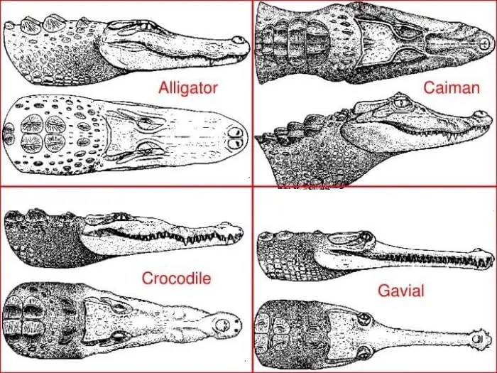crocodile vs alligator vs caiman vs gavial