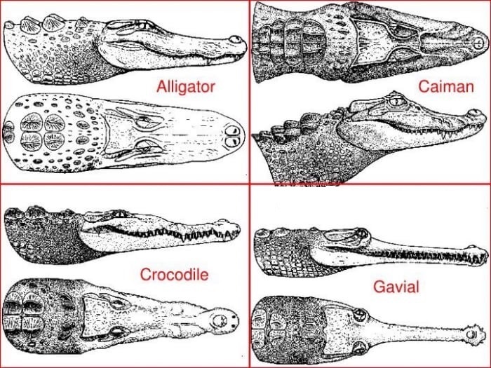 crocodile vs alligator vs caiman vs gavial