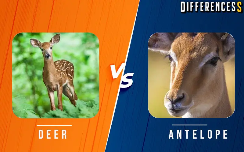 antelope vs deer