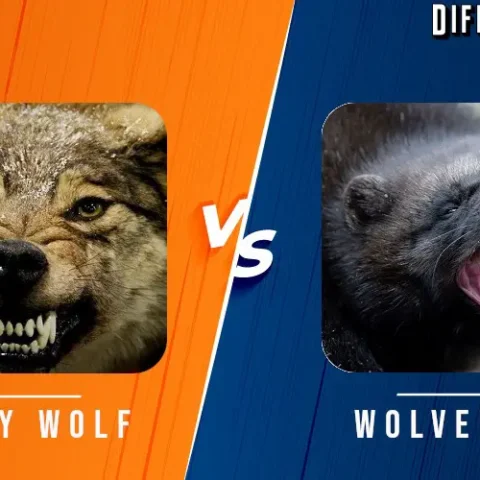 Wolverine vs Wolf Differences and Comparison
