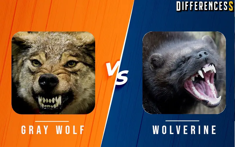 Difference Between Wolverine and Grey Wolf