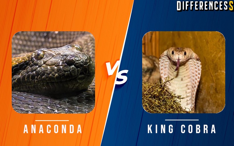 Difference Between King Cobra and Green Anaconda