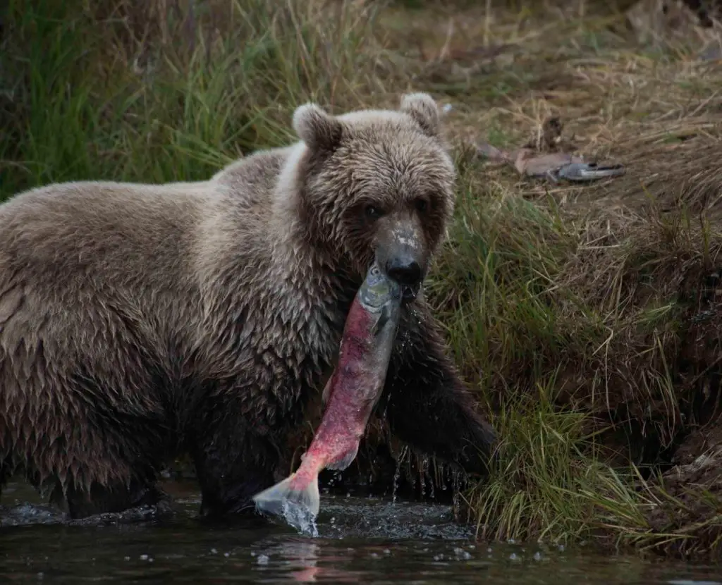 grizzly bear eating salmon
