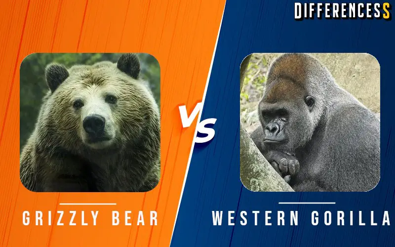 Difference Between Grizzly Bear and Gorilla
