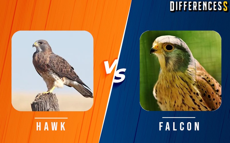 difference between hawk and falcon and eagle