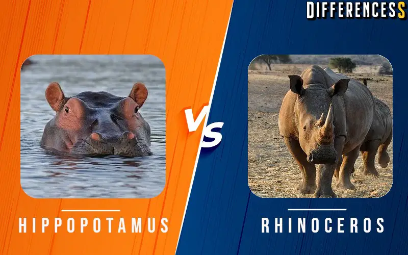 Hippopotamus vs Rhinoceros