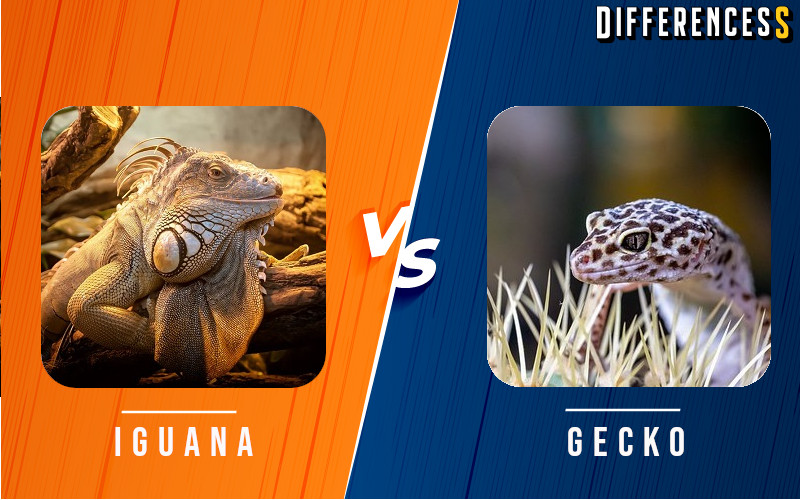 Iguana Vs Gecko Differences And Comparison » Differencess