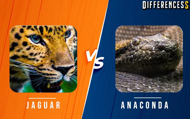 Difference Between Jaguar and Anaconda