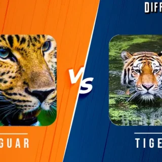 Jaguar vs Tiger