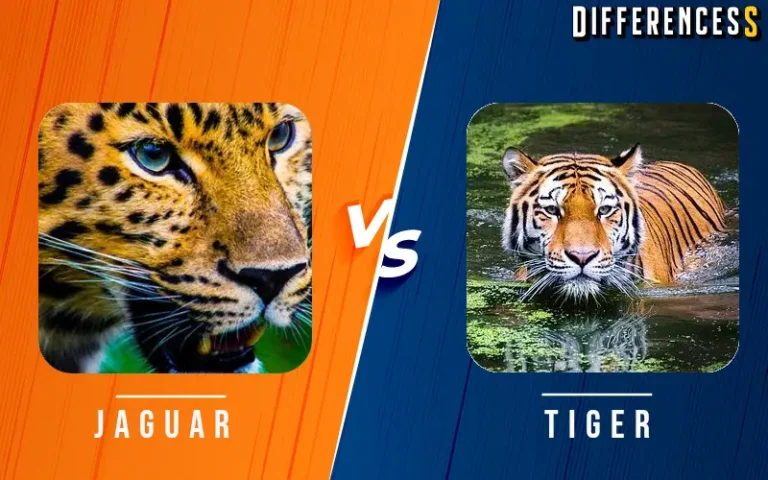 Jaguar vs Tiger Differences and Comparison 5 Jaguar vs Tiger