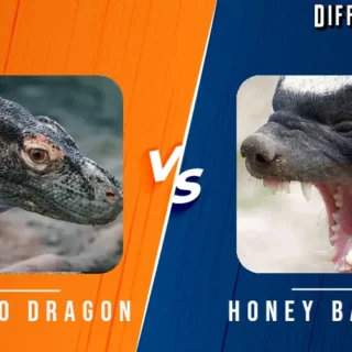 Komodo Dragon vs Honey Badger