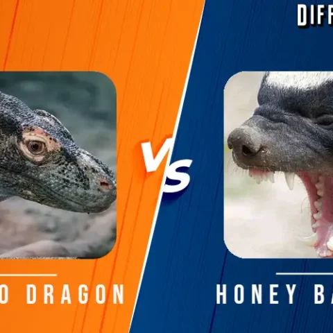 Komodo Dragon vs Honey Badger Differences and Comparison