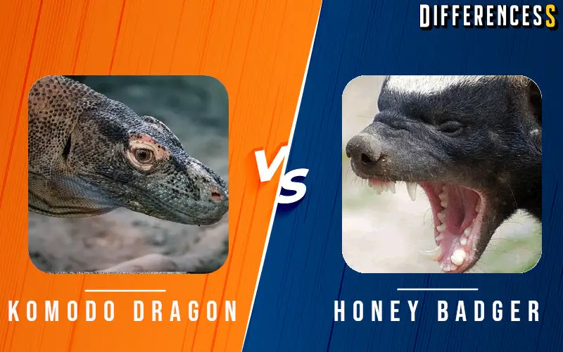 komodo-dragon-vs-honey-badger-differences-and-comparison-differencess