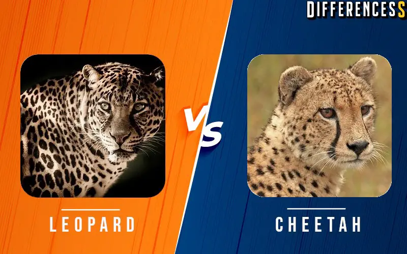 Difference Between Leopard and Cheetah