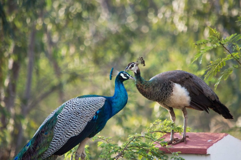 male and female peacock