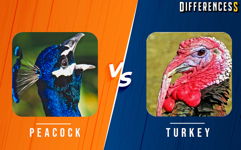 Peacock Vs Turkey Differences And Comparison » Differencess