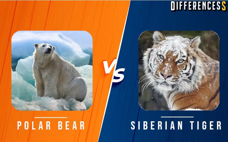 Difference Between Polar Bear and Siberian Tiger
