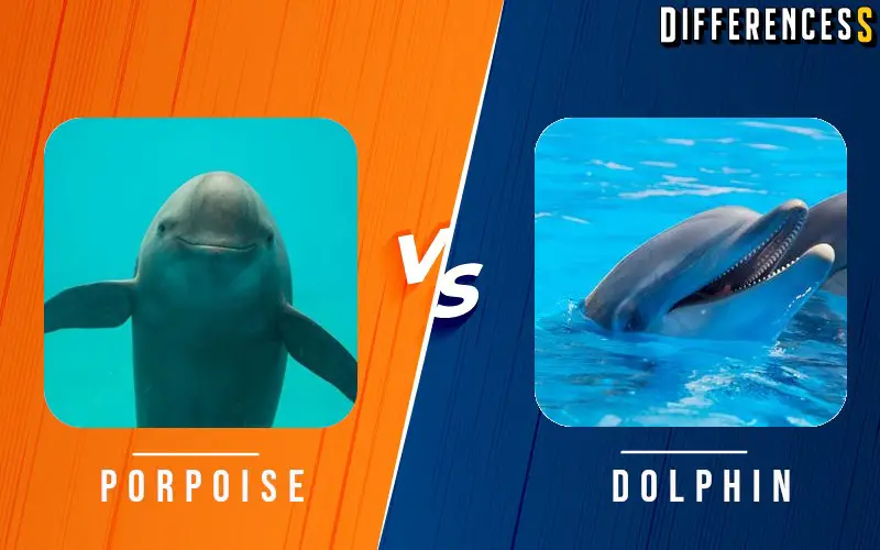 Difference Between Dolphin and Porpoise