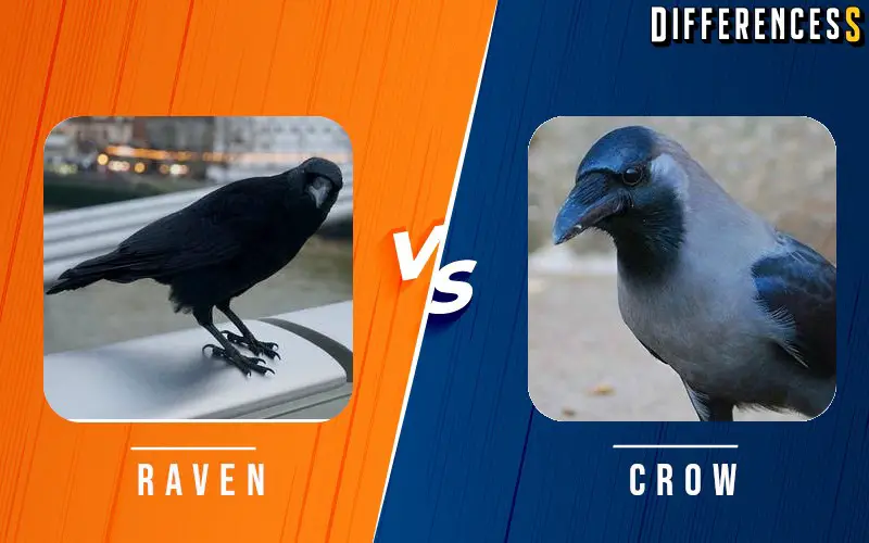 Difference Between Raven and Crow