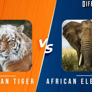 Siberian Tiger vs African Elephant