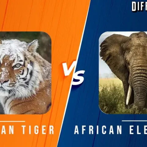Siberian Tiger vs African Elephant Differences and Comparison