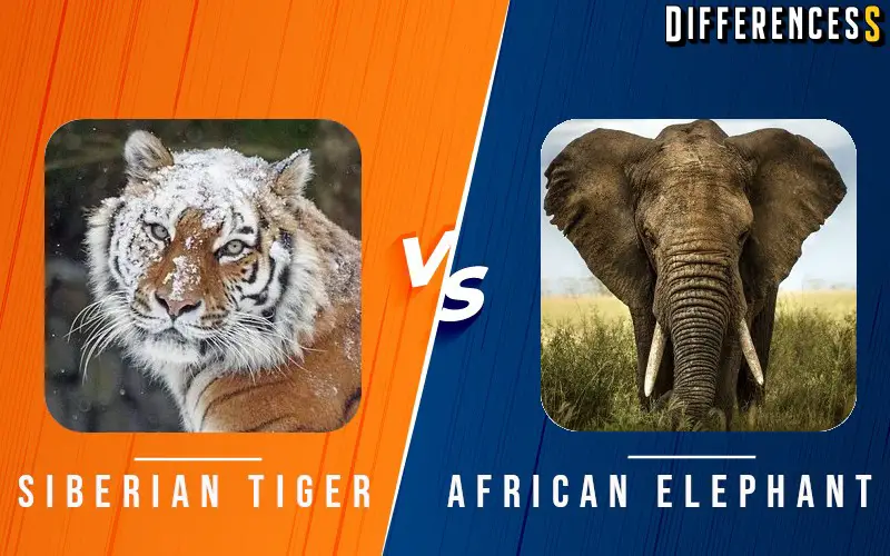Difference Between Siberian Tiger and African Elephant