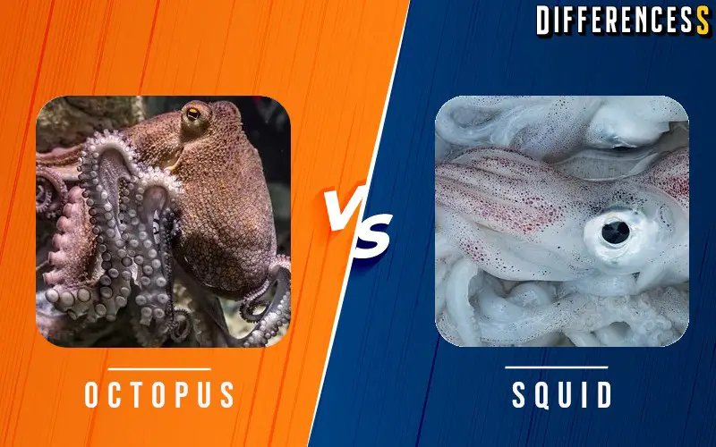 Difference Between Octopus and Squids